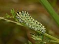 Papilio machaon